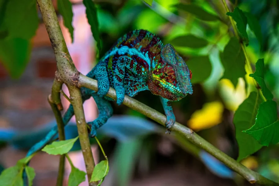 Bunter Chamäleon auf einem Ast in üppiger tropischer Vegetation auf Madagaskar